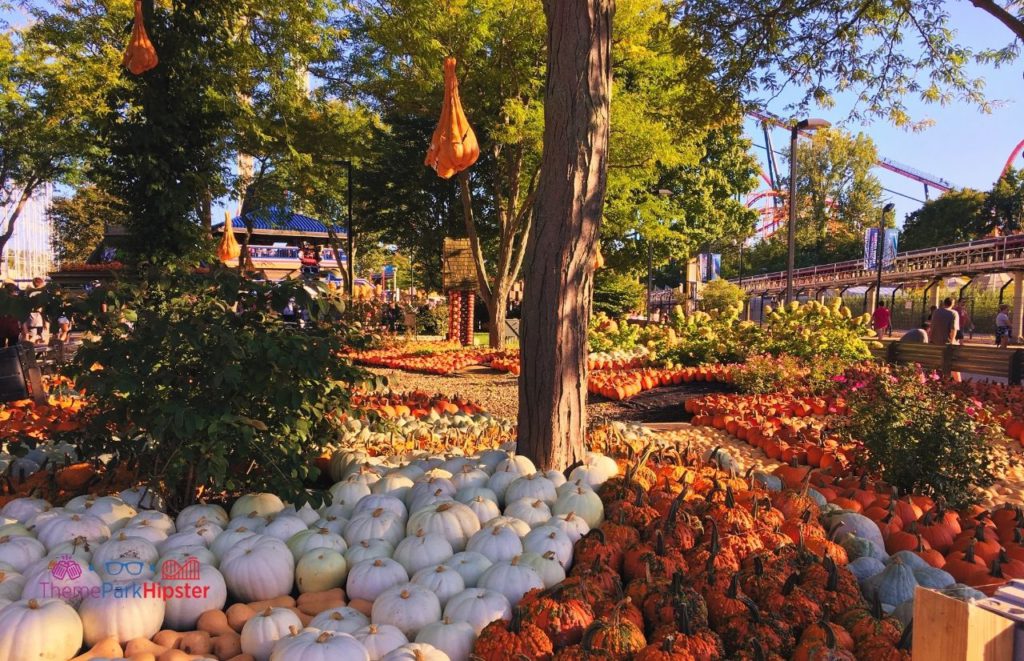 Cedar Point Haunted pumpkin patch halloweekends