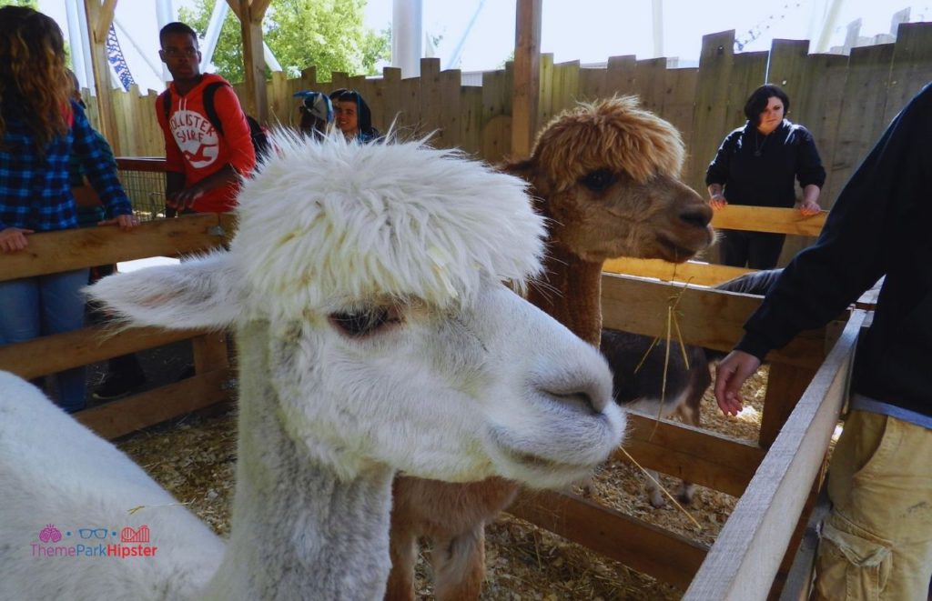 Cedar Point Petting Zoo Area. Keep reading to see where to find cheap Cedar Point tickets at a discount.