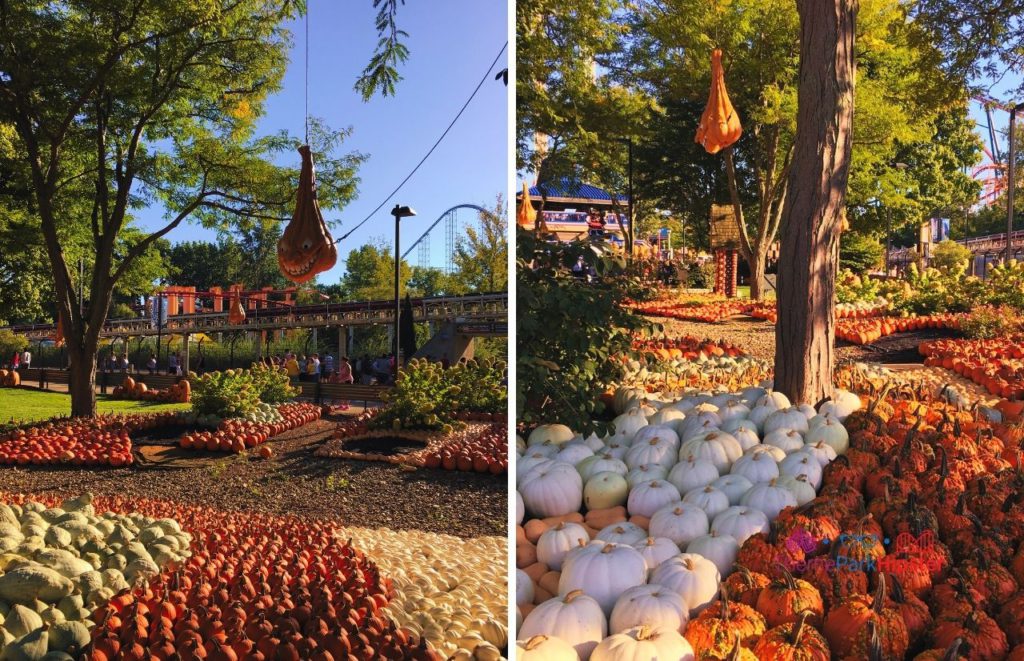 Cedar Point Pumpkin patch during Halloweekends. Keep reading for more Cedar Point tips and tricks for beginners.