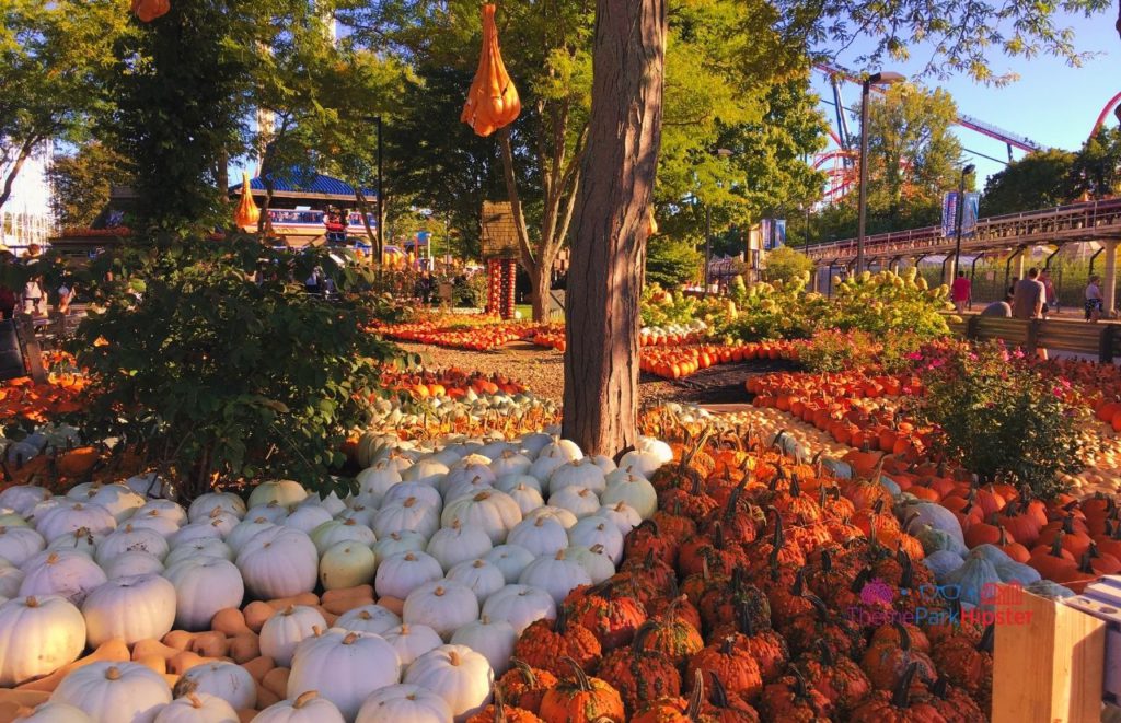 Halloweekends pumpkin patch with white and orange pumpkins at Cedar Point. Keep reading to find out the best things to do at Cedar Point. 