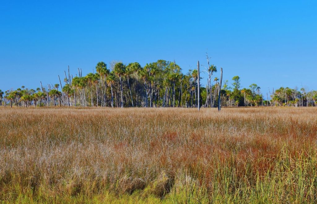 Crystal River Florida Preserve State Park Day Trips from Orlando