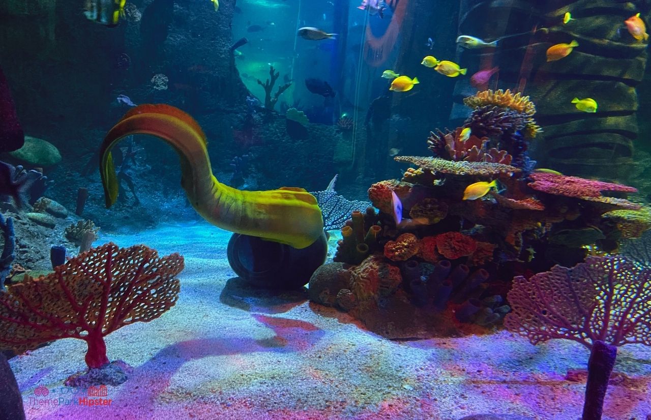Green Eel SeaLife Aquarium Orlando at Icon Park. Keep reading for fun indoor activities Orlando.