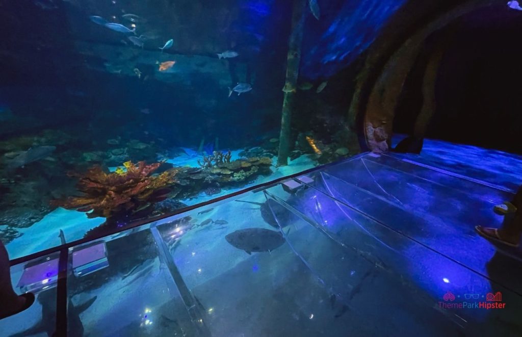 360 Degree Tunnel SeaLife Aquarium Orlando at Icon Park. Keep reading for fun indoor activities Orlando.