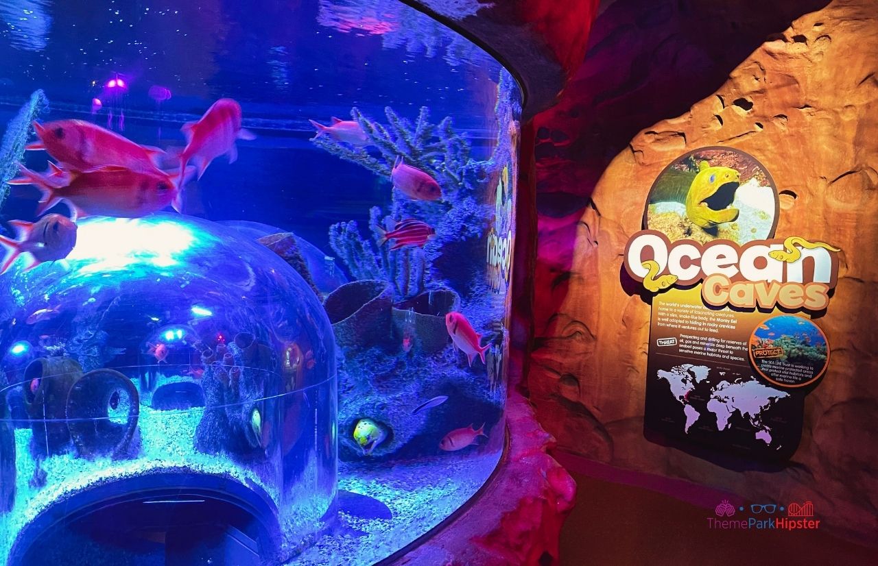 Ocean Caves SeaLife Aquarium Orlando at Icon Park. Keep reading for fun indoor activities Orlando.