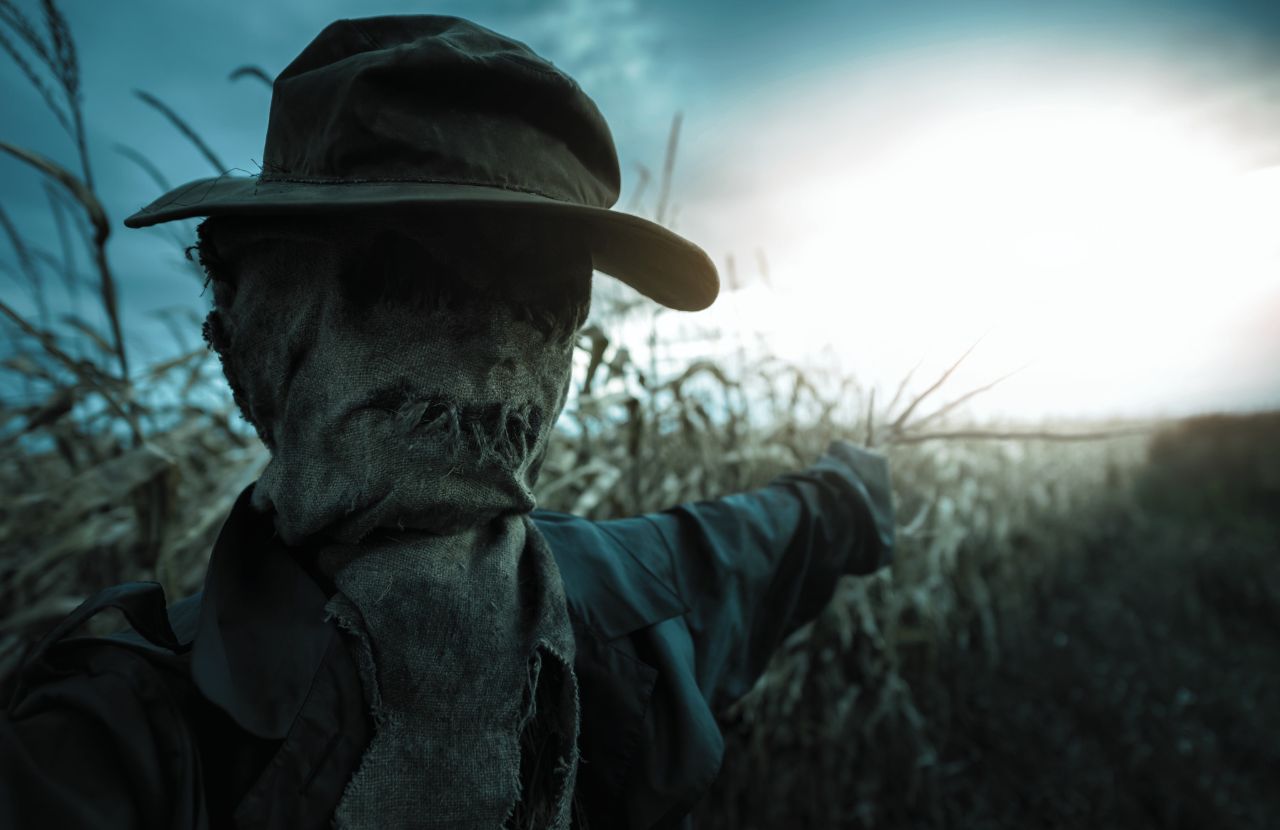 Scarecrow in corn field maze