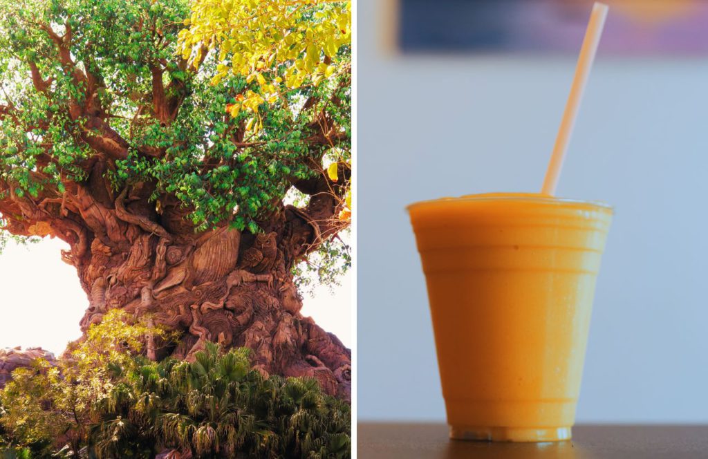 Double photo of a huge tree with large trunk and roots and a cup and straw of mango lassi at Disney World Animal Kingdom Lodge. Keep reading to discover more of the best things to do at Disney World for solo travelers.
