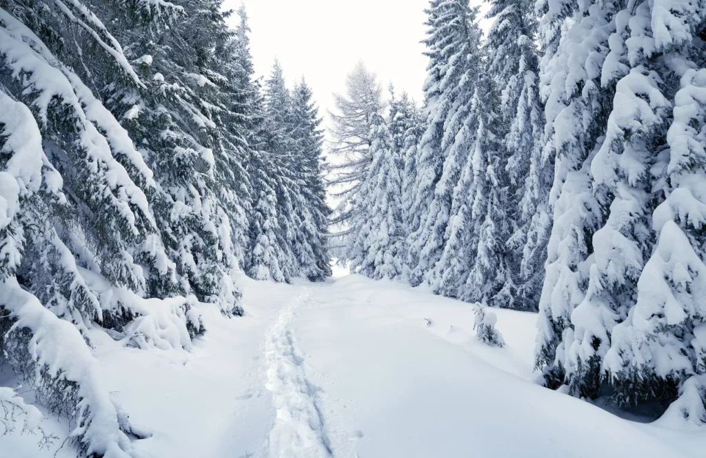 Wintery White Scene in the Forest inspired by The Chronicles of Narnia: The Lion, The Witch and the Wardrobe. One of the best Disney Christmas movies ever!