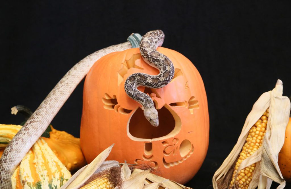 ZooAmerica Creature Of The Night - Snake Halloween at Hersheypark Dark Nights