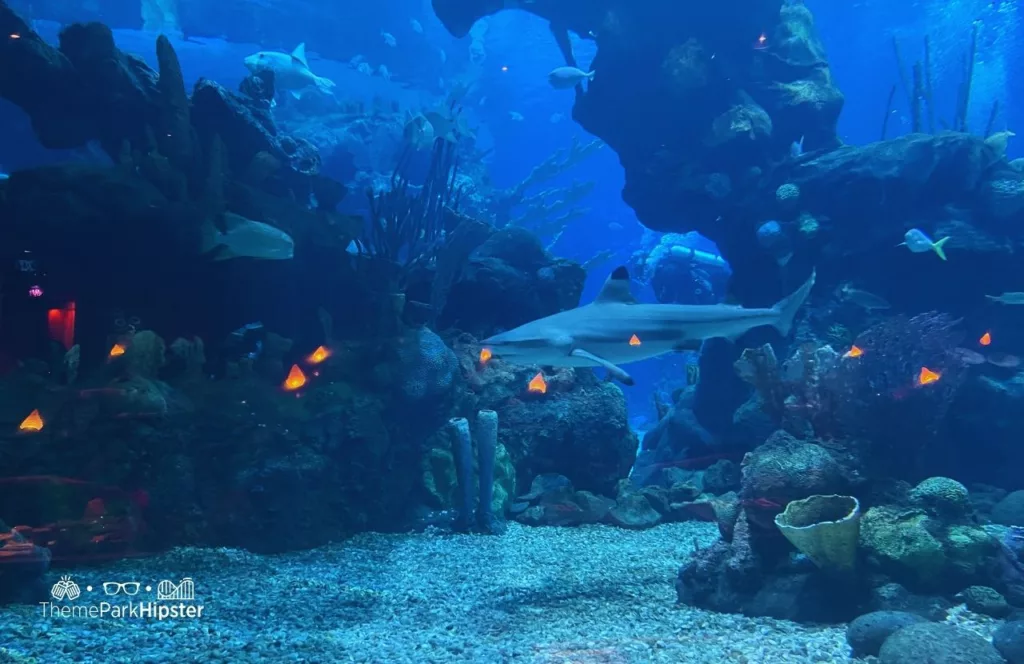 Coral Reef Restaurant at Epcot in Disney World Aquarium with black fin shark DiveQuest in the Seas Pavilion