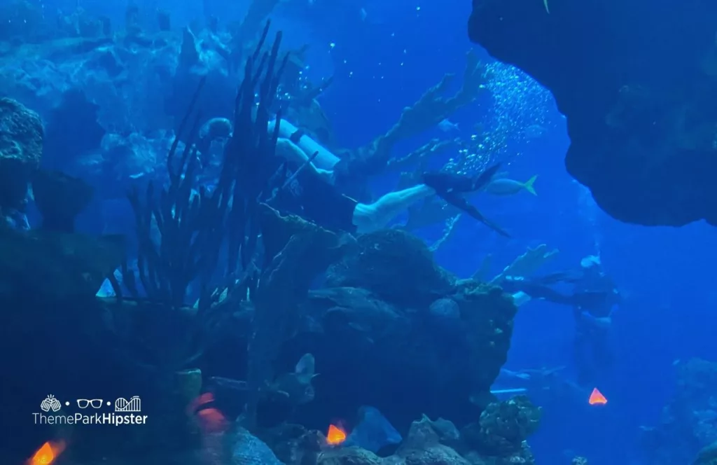 Coral Reef Restaurant at Epcot in Disney World Aquarium with diver swimming with sharks DiveQuest. Keep reading to find out the best things to do at Disney World for adults.
