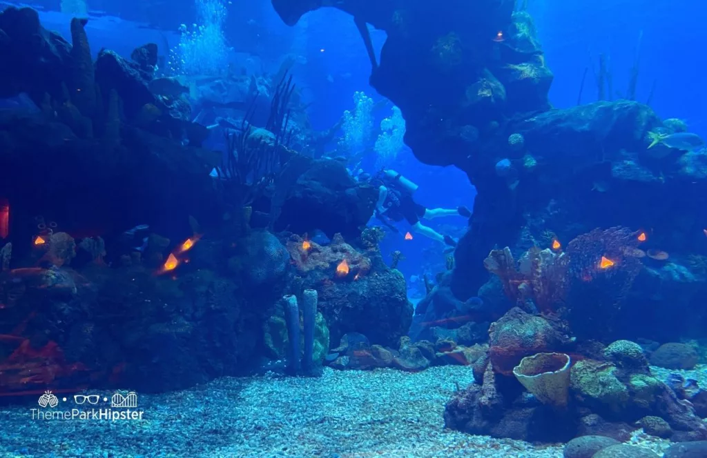 Coral Reef Restaurant at Epcot in Disney World Aquarium with diver swimming with DiveQuest. Keep reading to discover more of the best things to do at Disney World for solo travelers.