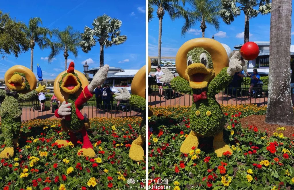 Epcot Flower and Garden Festival Itinerary 2023 Three Caballeros Topiary with Donald Duck
