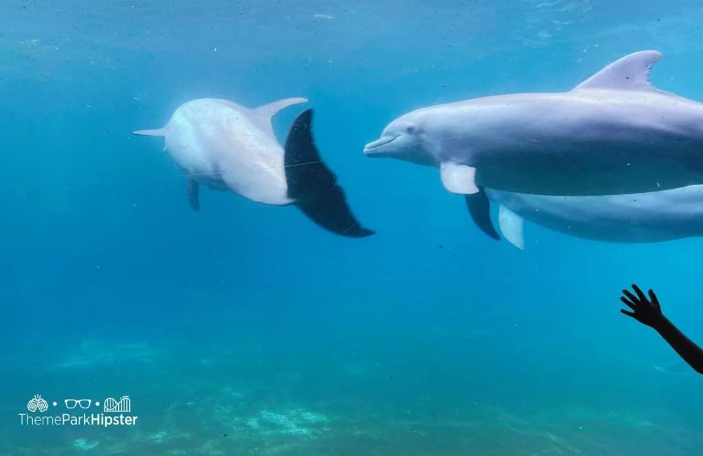 SeaWorld Orlando Resort Dolphin Area in Key West