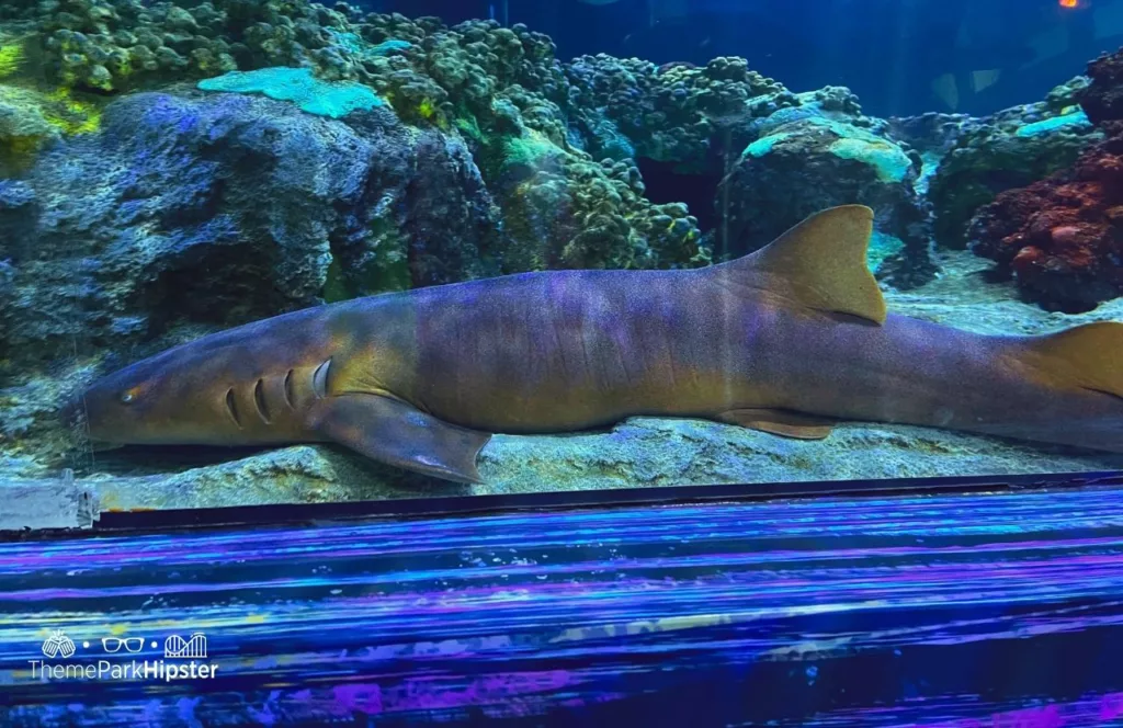 SeaWorld Orlando Resort Shark Encounter Exhibit