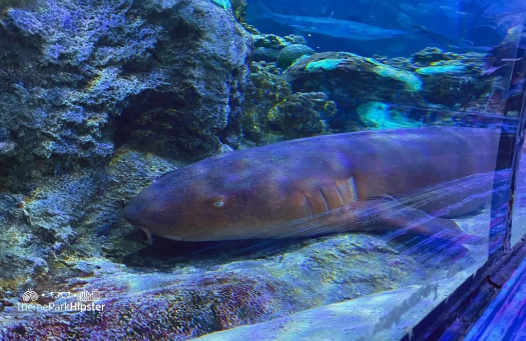 SeaWorld Orlando Resort Shark Encounter Exhibit. Keep reading to learn how to have a Solo Trip to SeaWorld and how to travel alone with anxiety.