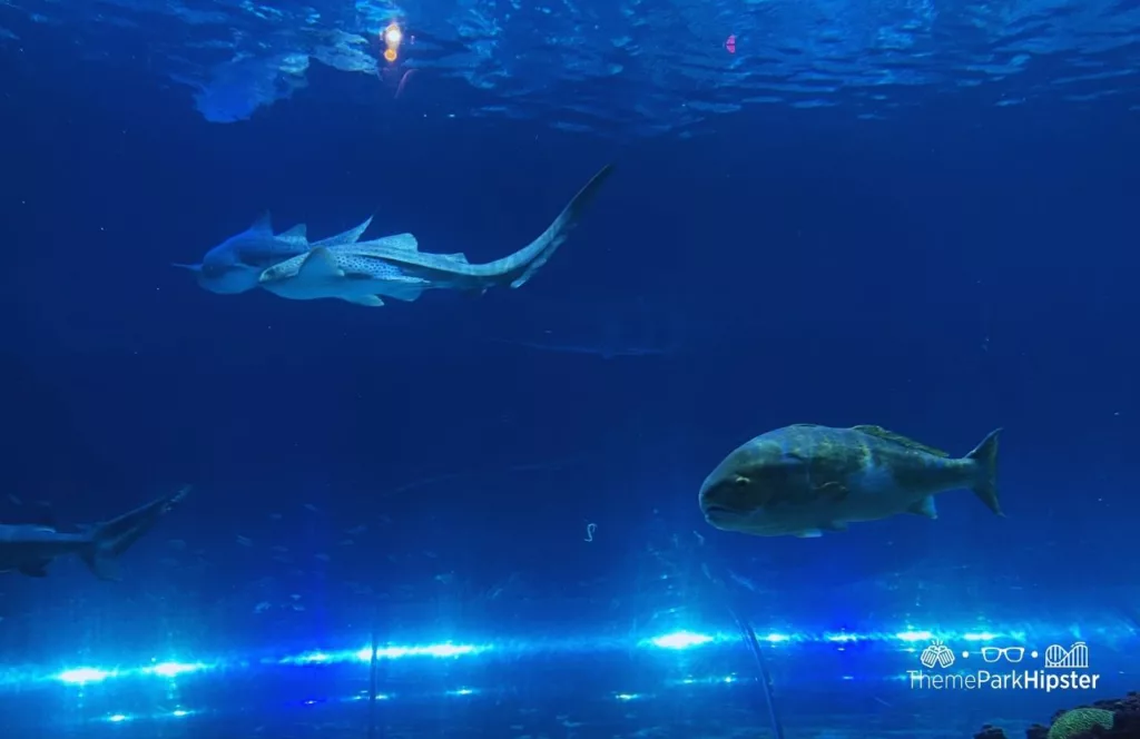 SeaWorld Orlando Resort Sharks Underwater Grill aquarium with interesting large fish swimming by. Keep reading to find out more about Sharks Underwater Grill at SeaWorld Orlando.