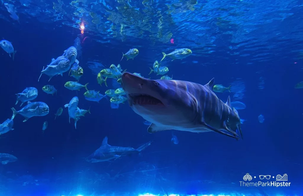 SeaWorld Orlando Resort Sharks Underwater Grill aquarium. Keep reading to learn more about the best SeaWorld Orlando restaurants.