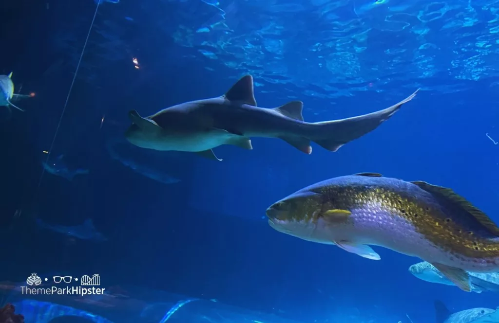 SeaWorld Orlando Resort Sharks Underwater Grill aquarium with shark and interesting fish swimming by. Keep reading to learn more about Sharks Underwater Grill at SeaWorld Orlando.