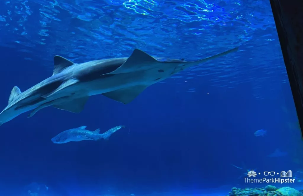 SeaWorld Orlando Resort Sharks Underwater Grill aquarium with a shark swimming by.  Keep reading to discover more about Sharks Underwater Grill at SeaWorld Orlando.