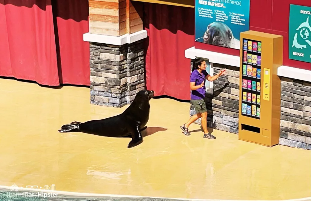 2024 SeaWorld Orlando Resort Sea Lion and Otter Show at Pacific Point