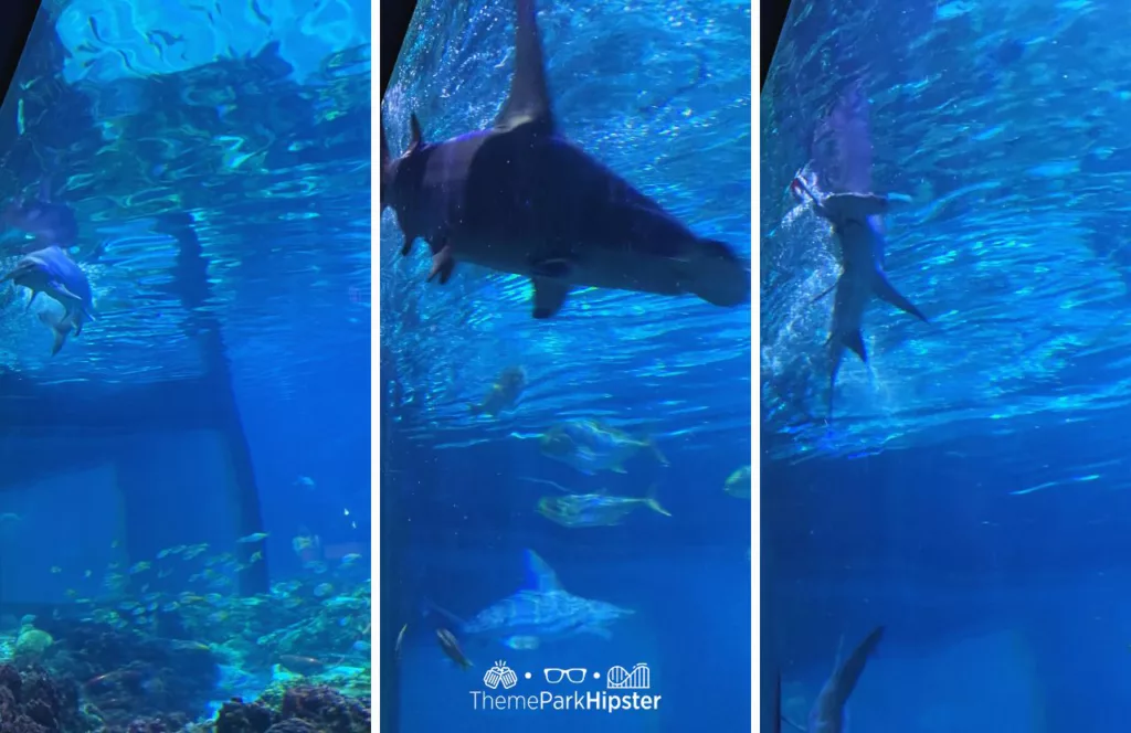 SeaWorld Orlando Resort Sharks Encounter at feeding time. Keep reading to discover more about Sharks Underwater Grill at SeaWorld Orlando.