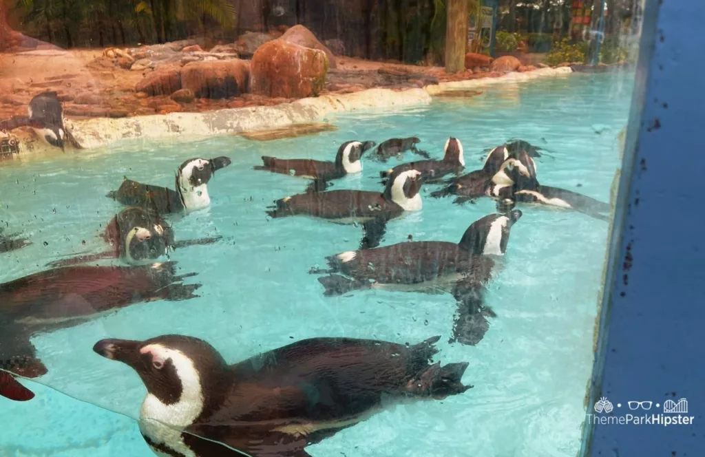 Busch Gardens Tampa Bay Christmas Town Penguins swimming and playing  in water. Keep reading to find out all there is to know about Busch Gardens Tampa animals. 