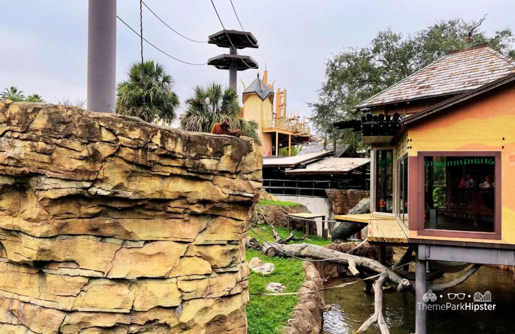 Busch Gardens Tampa Bay Orangutan Outpost and viewing area with an orangutan sitting up high on a rock structure. Keep reading to find out all there is to know about Busch Gardens Tampa animals. 