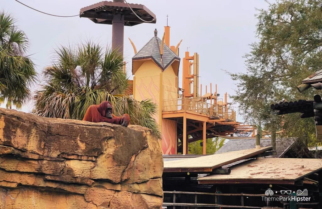 Busch Gardens Tampa Bay Orangutan Outpost