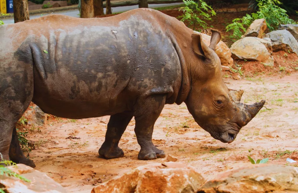 Rhino one of the animals at Busch Gardens