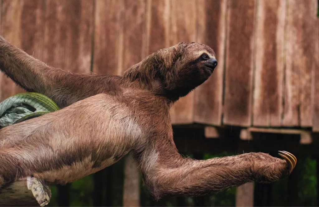 Sloth is one of the animals at Busch Gardens