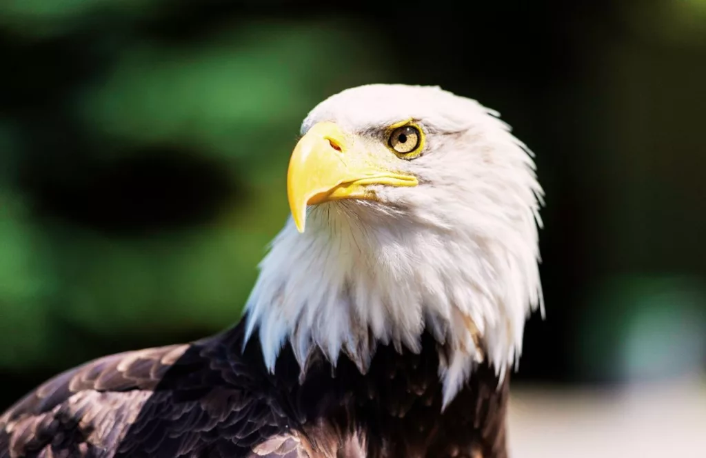 Close up photo of a Bald Eagle at ZooAmerica. Keep reading to learn more about the top 10 best things to do near Hersheypark.