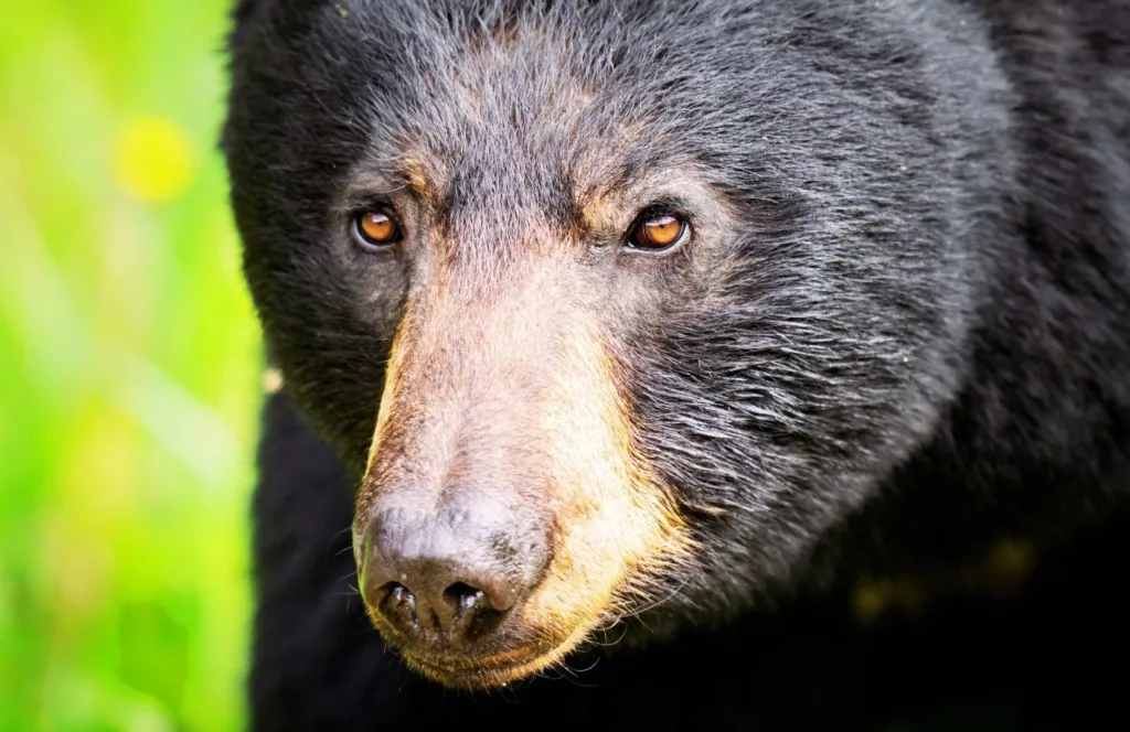 Close up photo a a Black Bear at ZooAmerica. Keep reading to find out about all the things to do around Hersheypark.