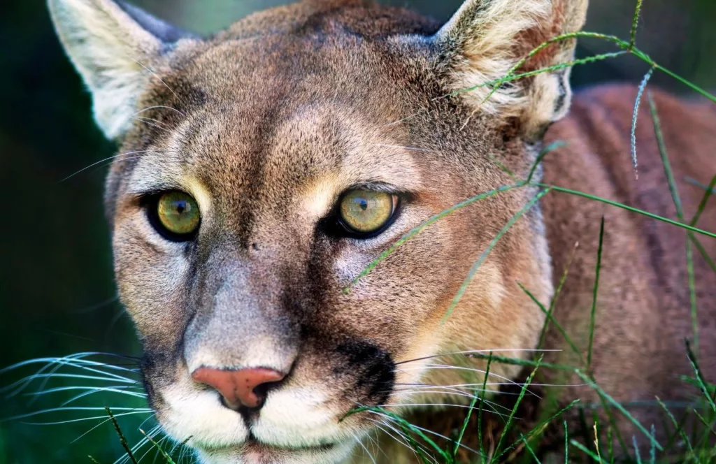 Close up photo of a Mountain Lion at ZooAmerica low in the grass. Keep reading to learn more about the best things to do around Hersheypark.