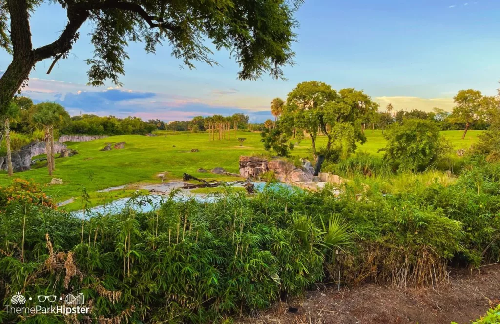 Serengeti Safari at Busch Gardens Tampa Bay