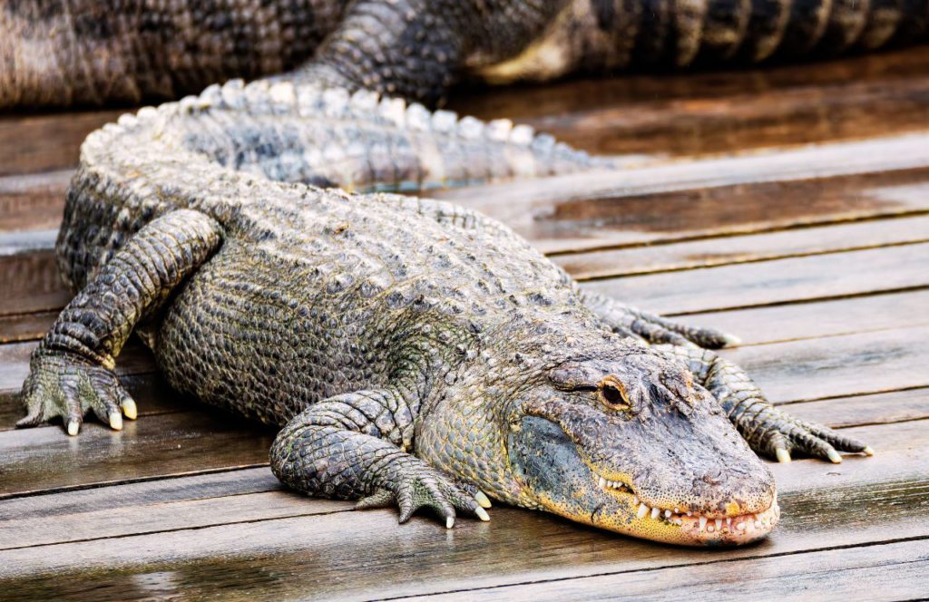 Zipline at Gatorland with alligator on floor. One of the most fun things to do in Orlando, Florida