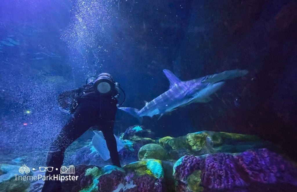 SeaWorld Orlando Shark Encounter Aquarium with Scuba Diver Worker Cleaning the Tank