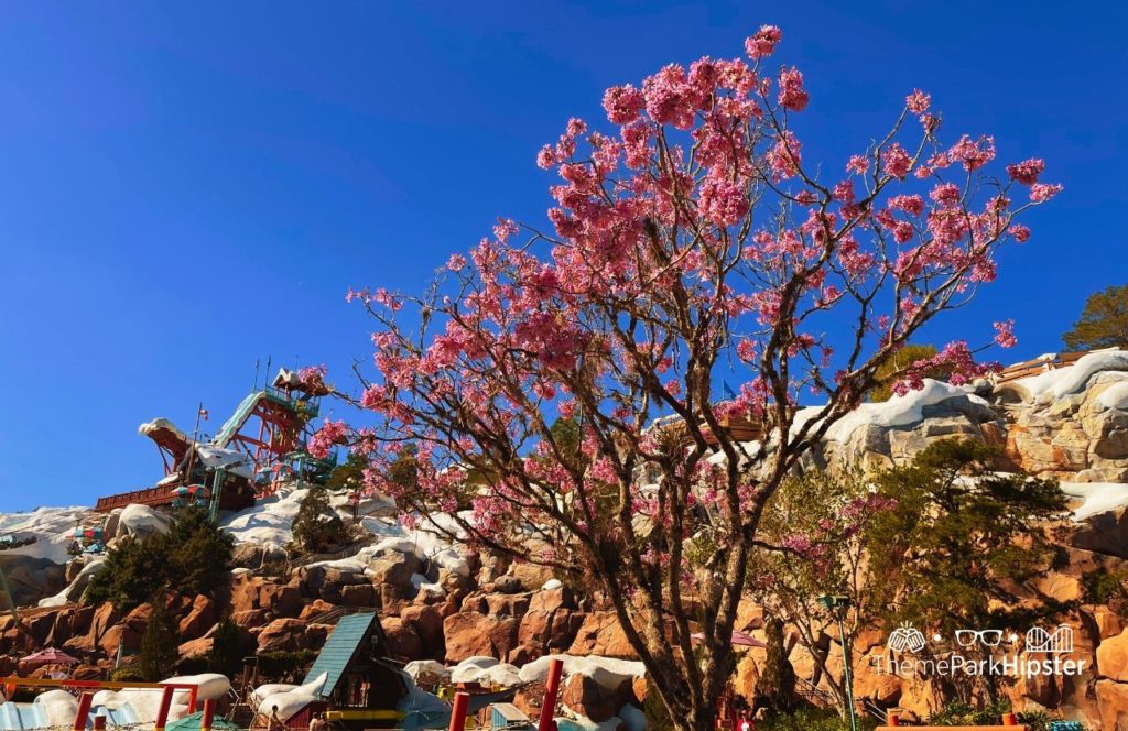 Disney Blizzard Beach Water Park Summit Plummet