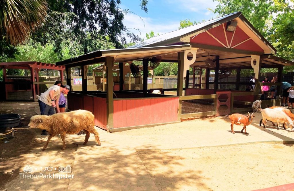 Wild Adventures Theme Park in Valdosta, Georgia Liberty Farms Petting Zoo. Keep reading to find out more about Wild Adventures theme park. 