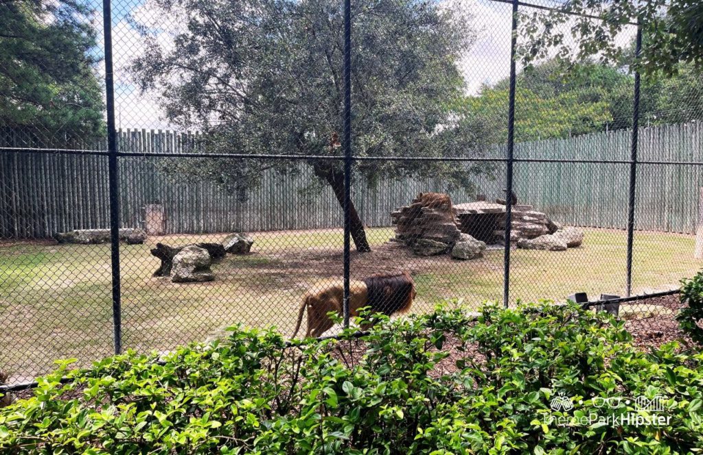 Wild Adventures Theme Park in Valdosta, Georgia Lion Area Zoo. Keep reading to learn more about staying at Safari Campground at Wild Adventures. 