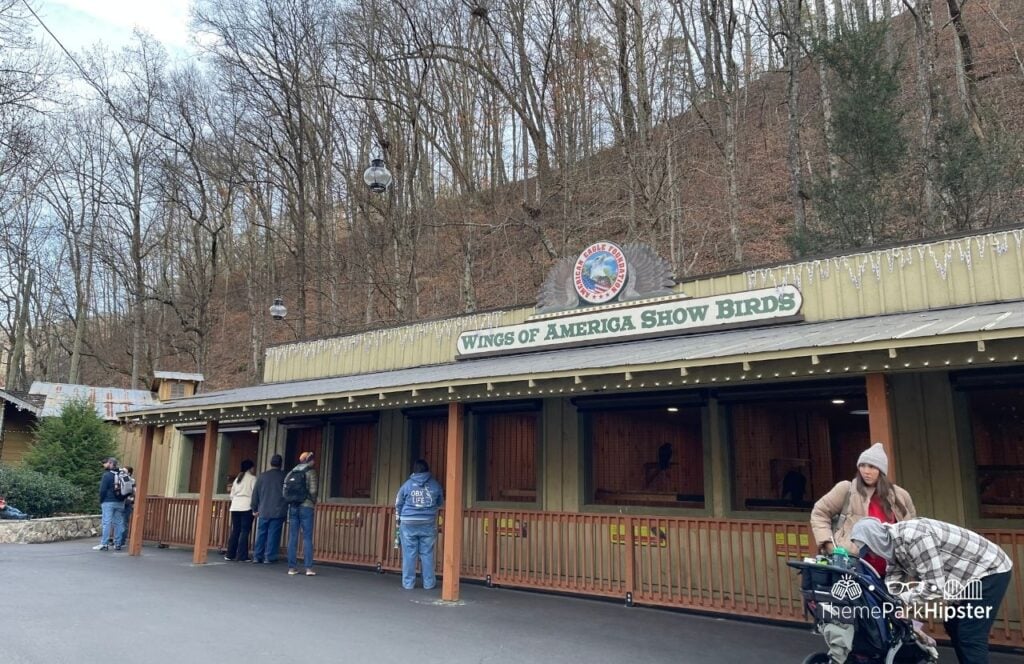 Wings of America Show Birds at Dollywood Theme Park. Keep reading for more Dollywood tips for first-time visitors. 