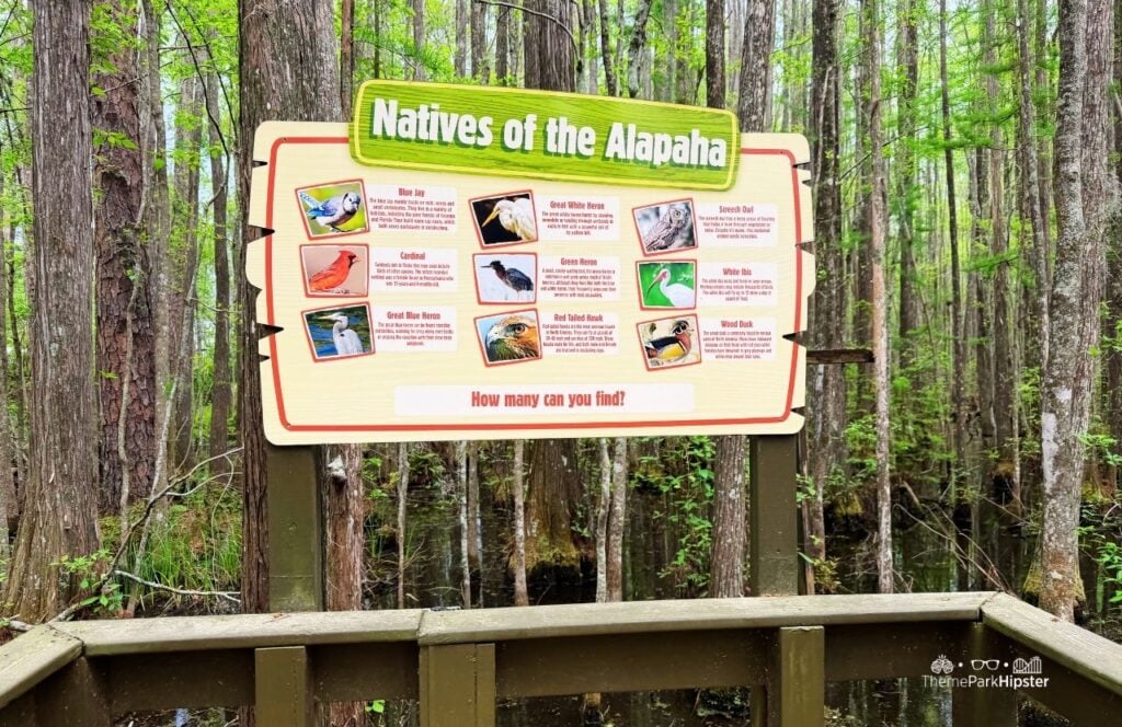 Alaphaha Trail Wetland Trees Native Birds Wild Adventures Theme Park Valdosta, Georgia 30th Anniversary