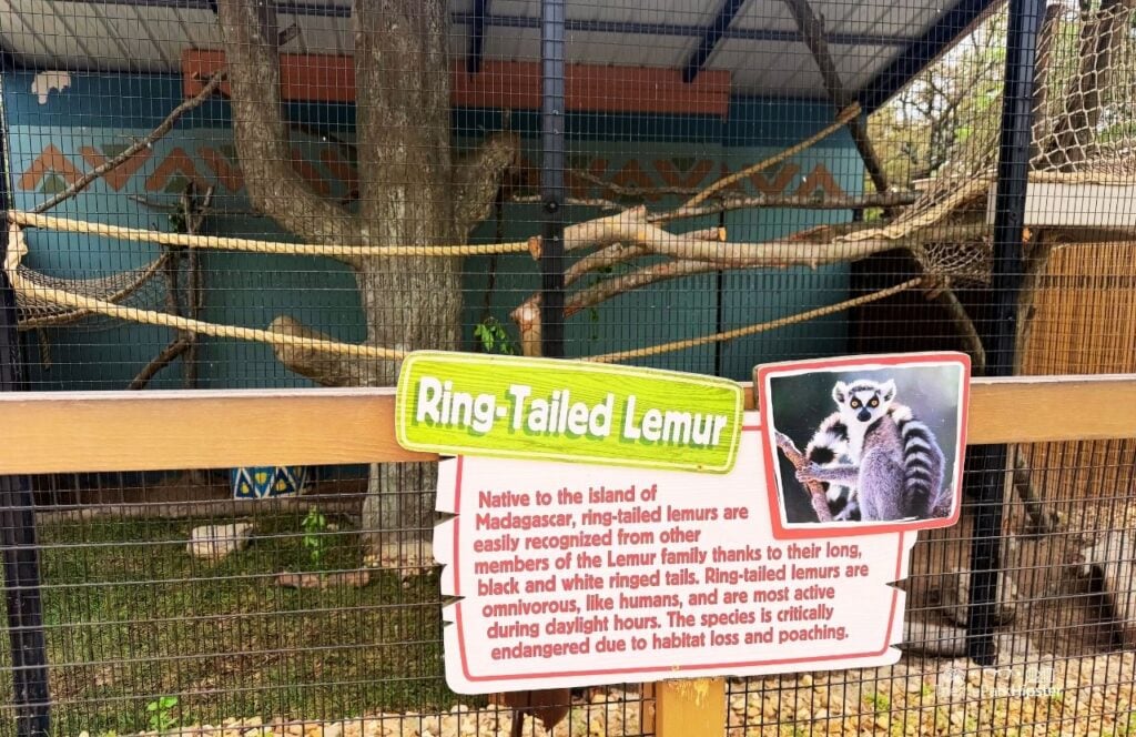 Ring Tailed Lemur Animal Exhibit Wild Adventures Theme Park Valdosta, Georgia 30th Anniversary