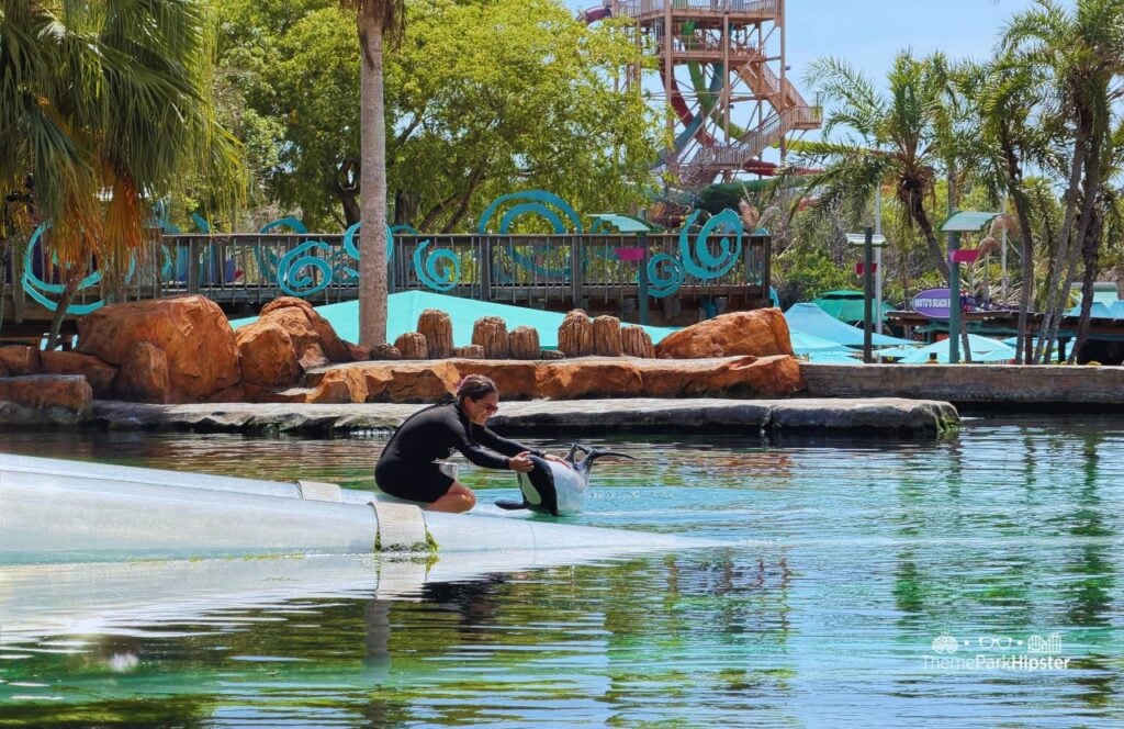 Aquatica Orlando Water Park with a dolphin at the waters edge. Keep reading to find out everything you need to know about visiting SeaWorld Aquatica Orlando for the first time