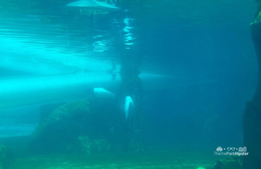 Aquatica Orlando Water Park Commerson’s Dolphin Habitat. Keep reading to learn more about things to know before visiting Aquatica Orlando.
